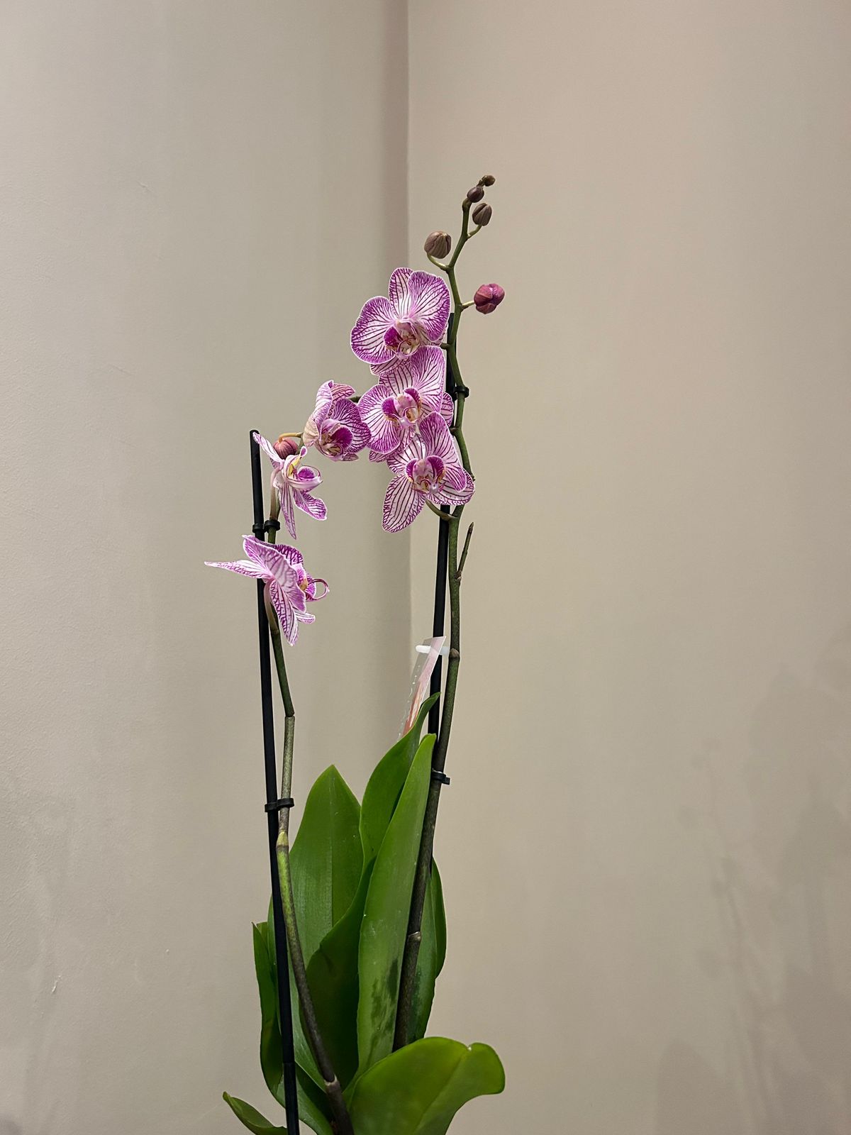 phalaenopsis orchid