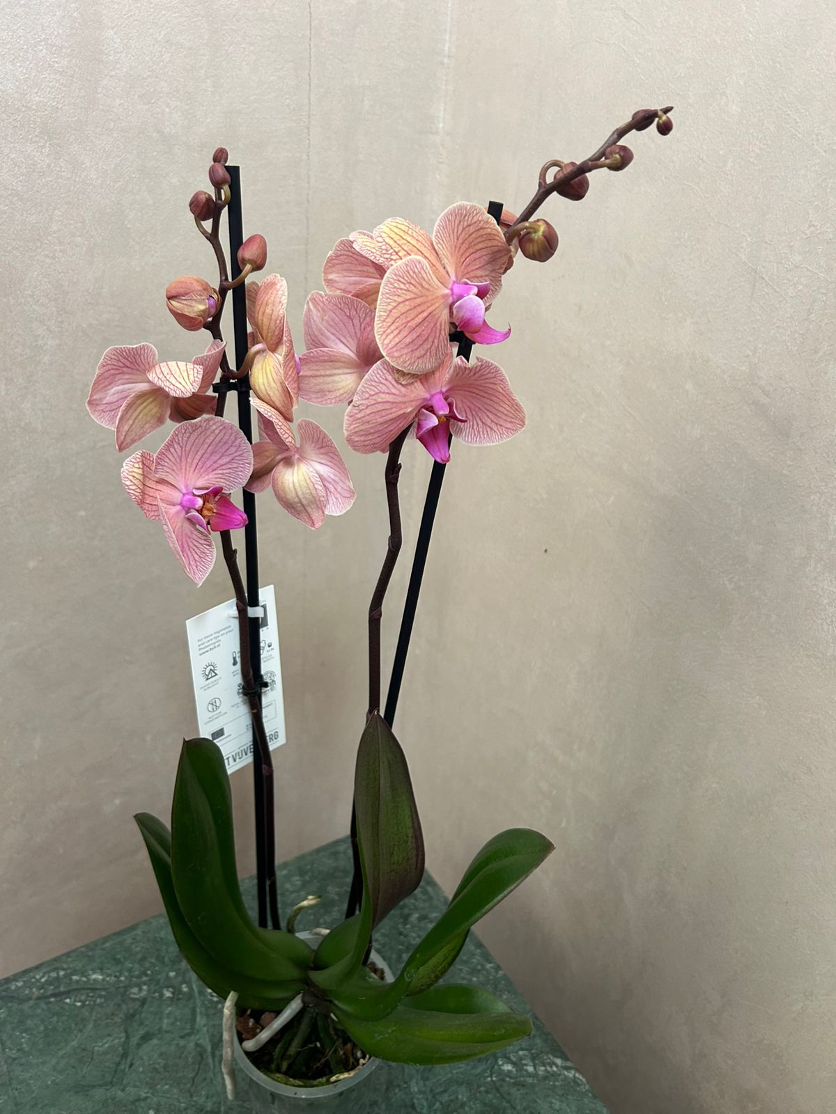 phalaenopsis orchid