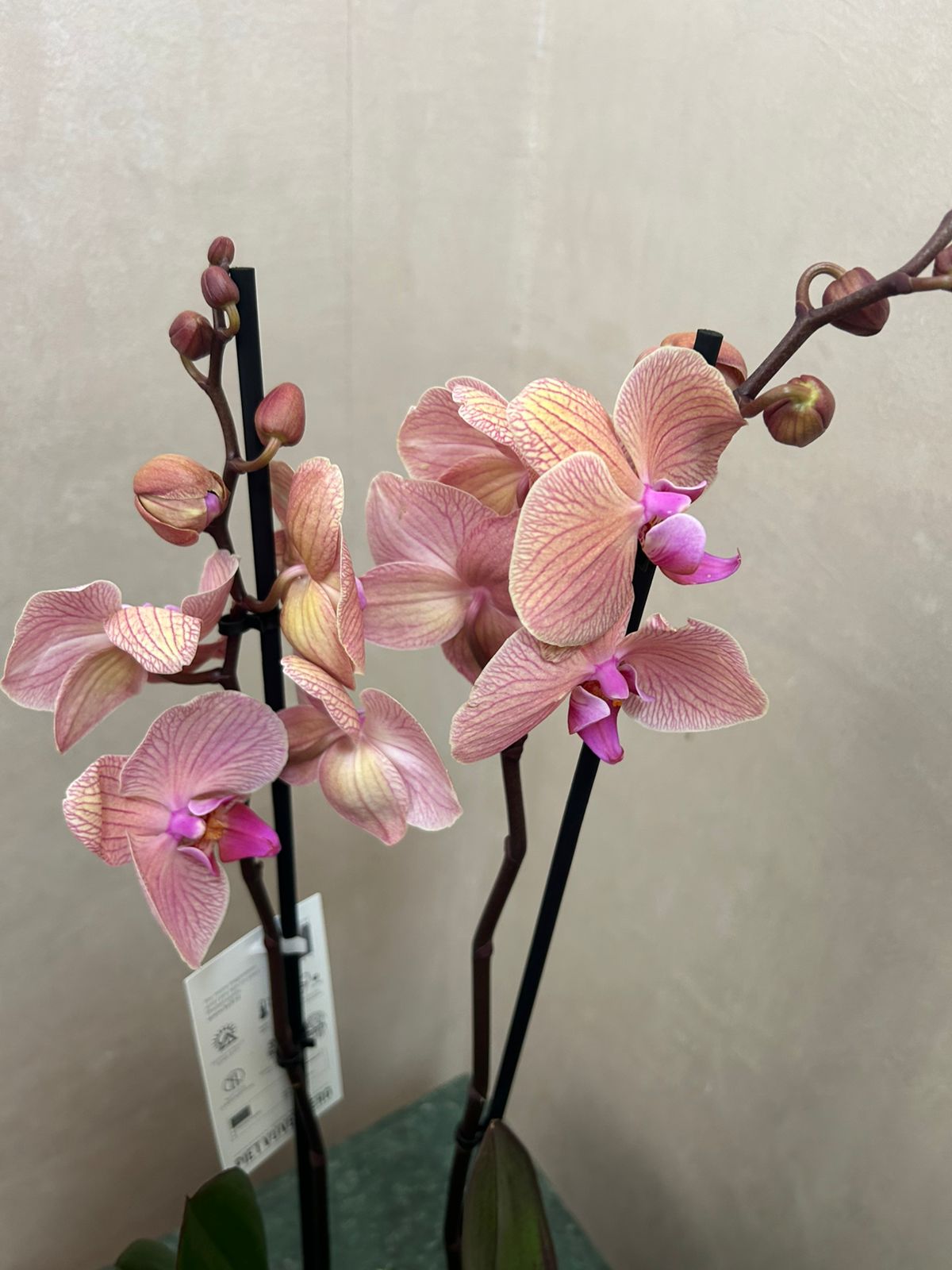 phalaenopsis orchid