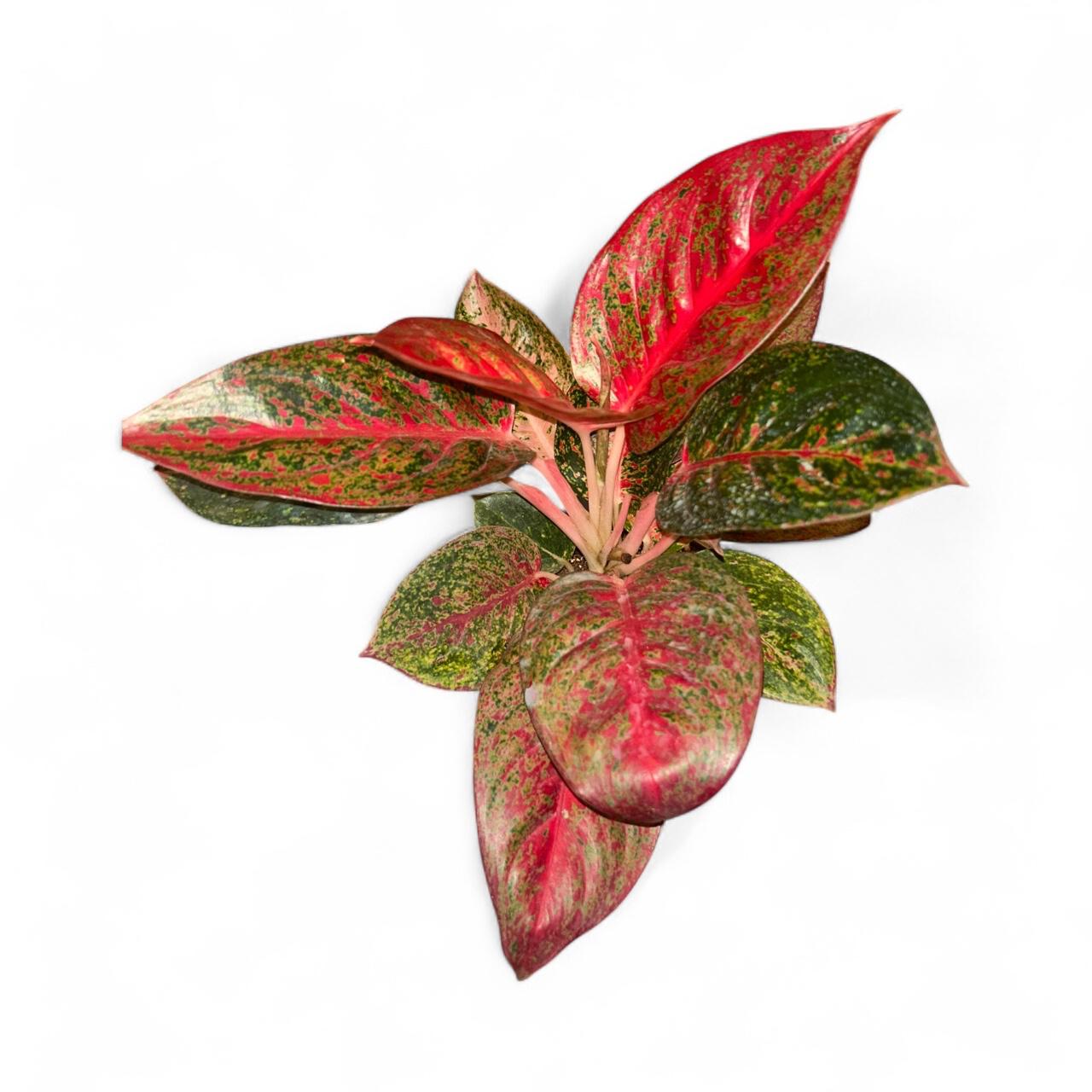 Aglaonema Red Stardust