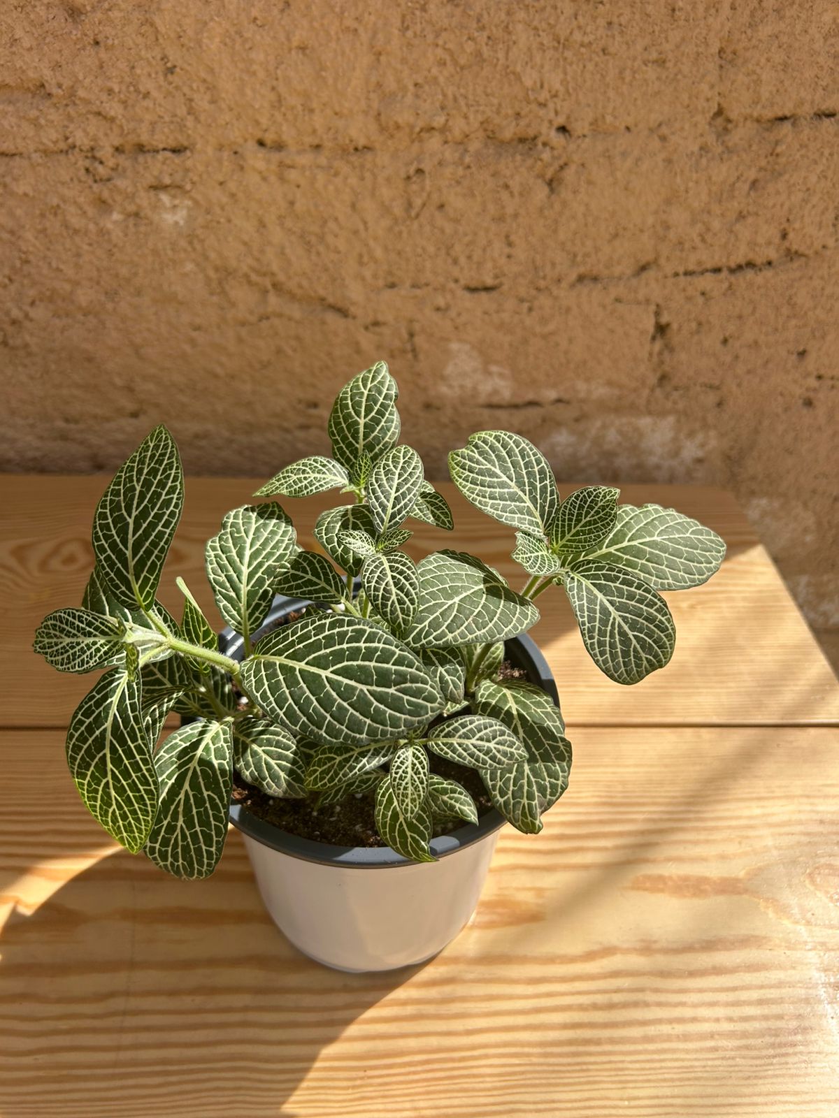 Fittonia plant