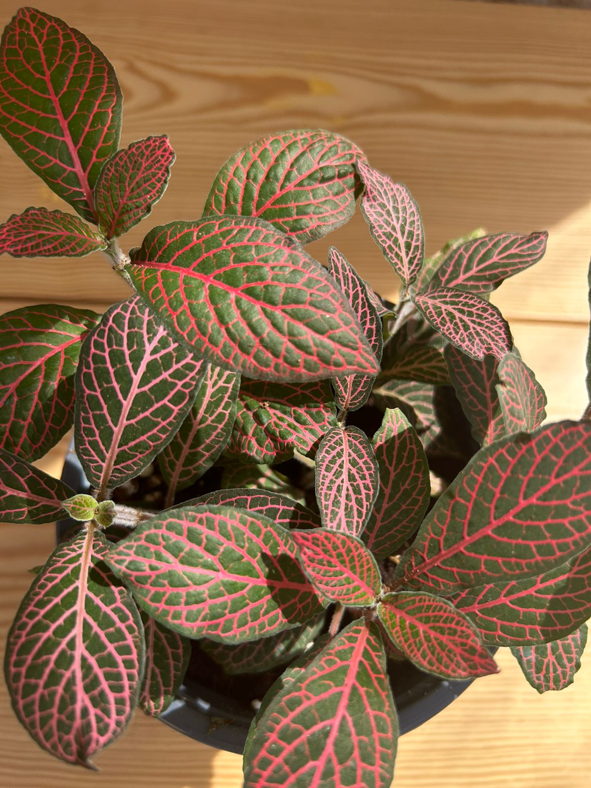 Fittonia plant