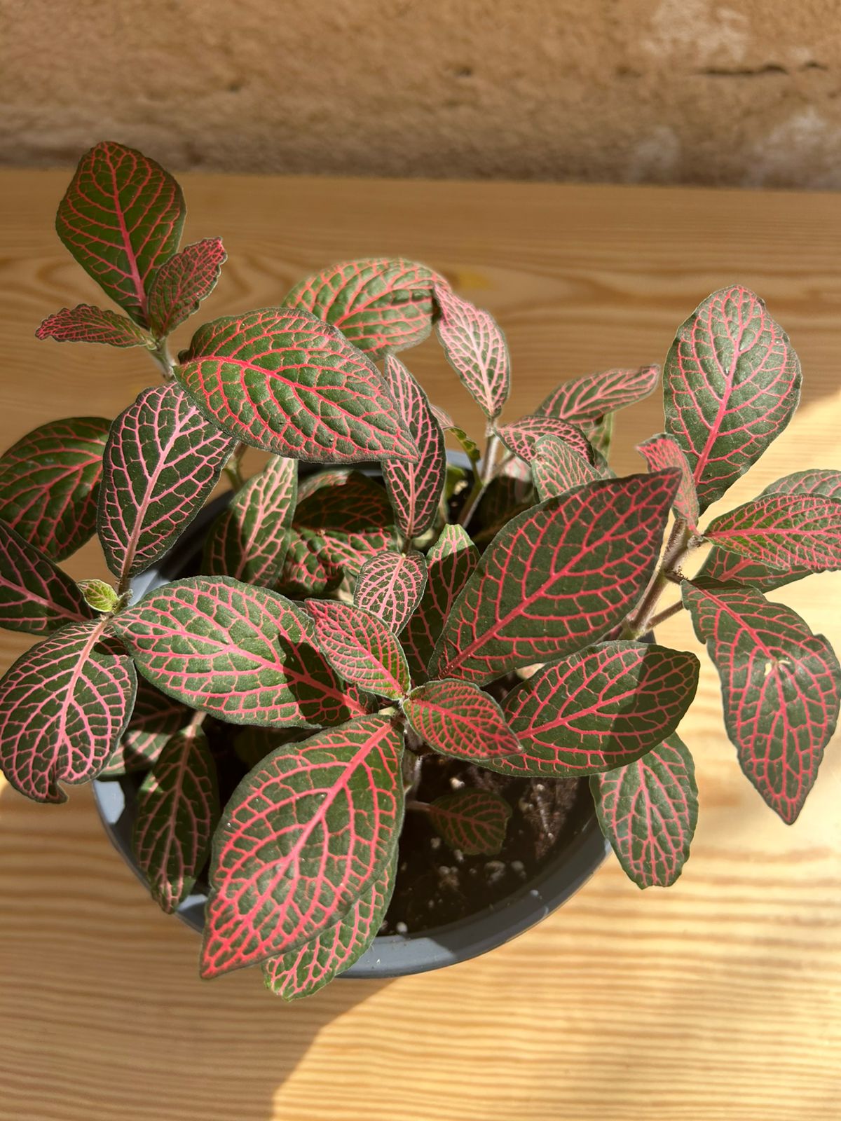 Fittonia plant