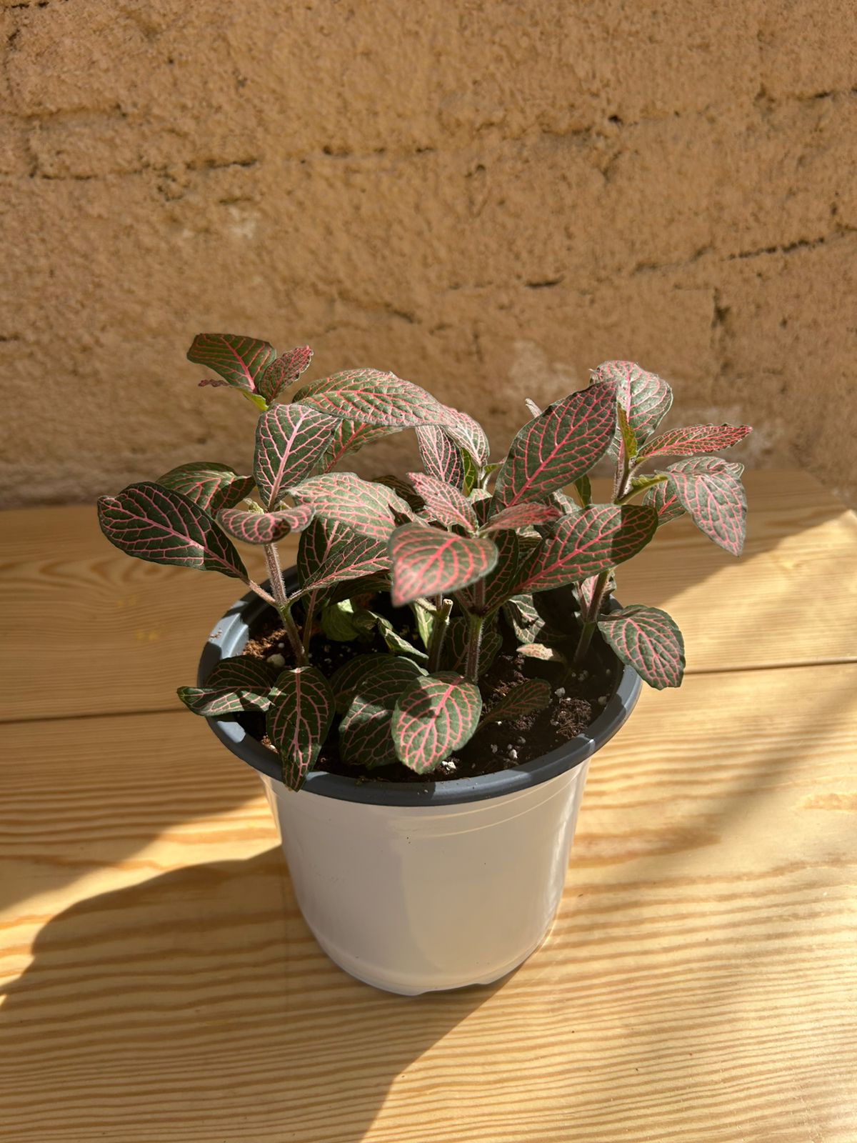Fittonia plant