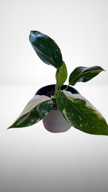 Philodendron White Princess