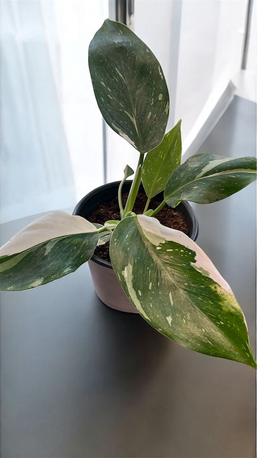 Philodendron White Princess