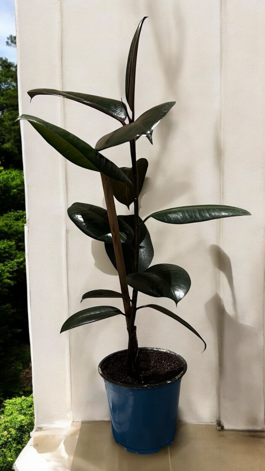 Ficus elastica “black prince”