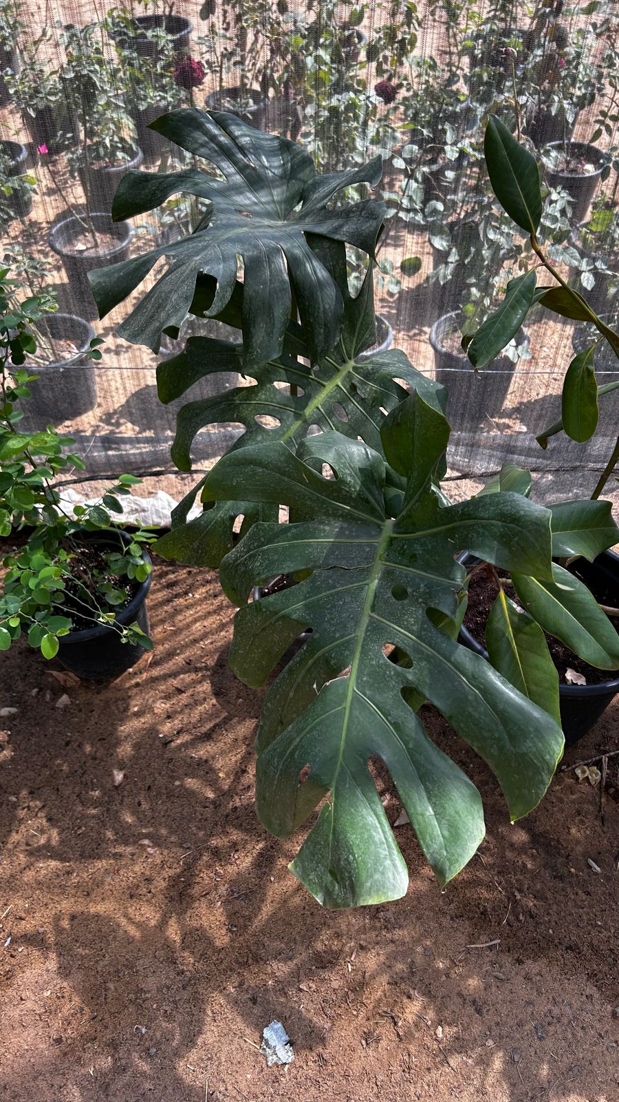Monstera Deliciosa
