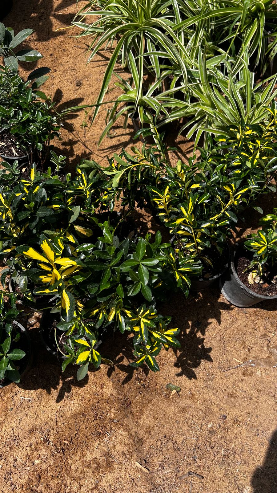 Euonymus Japonica