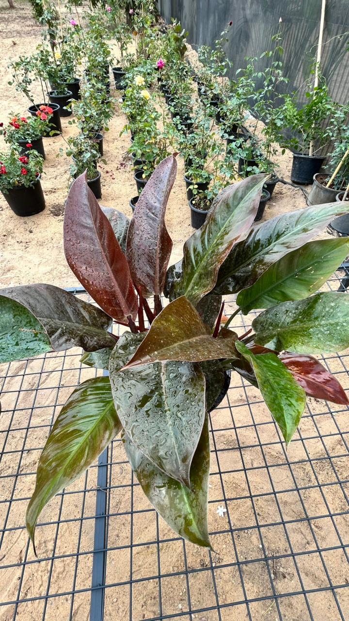 Imperial Red Philodendron