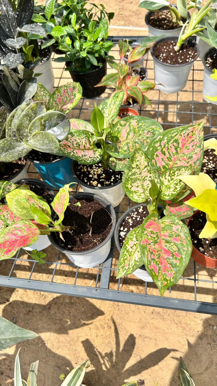 Aglaonema ‘Lady Valentine'