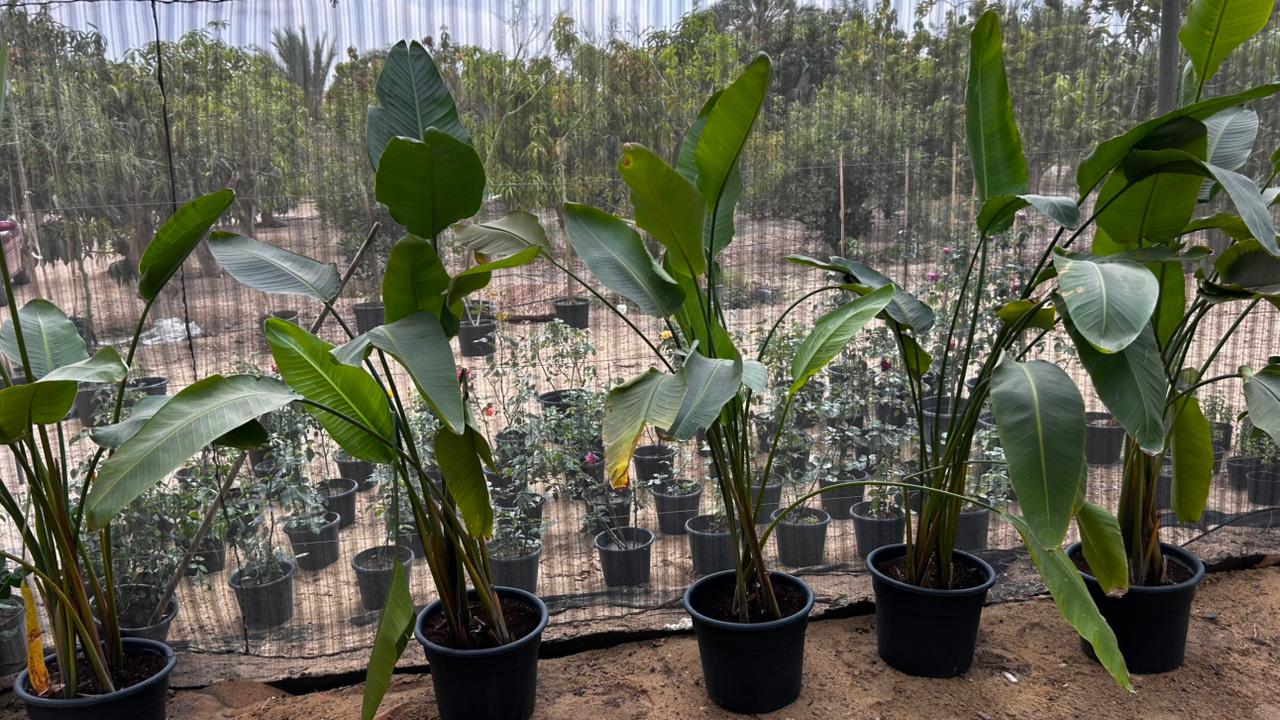 Strelitzia Augusta