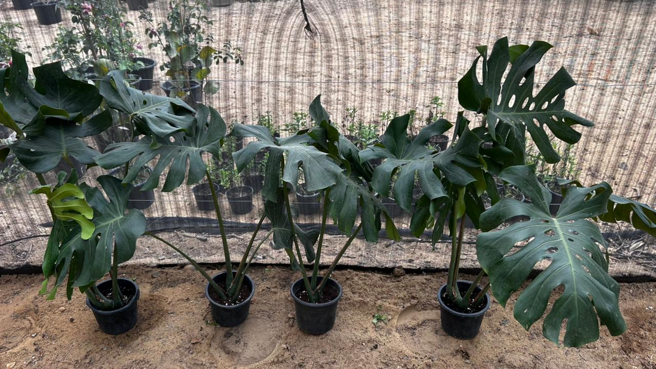 Monstera Deliciosa