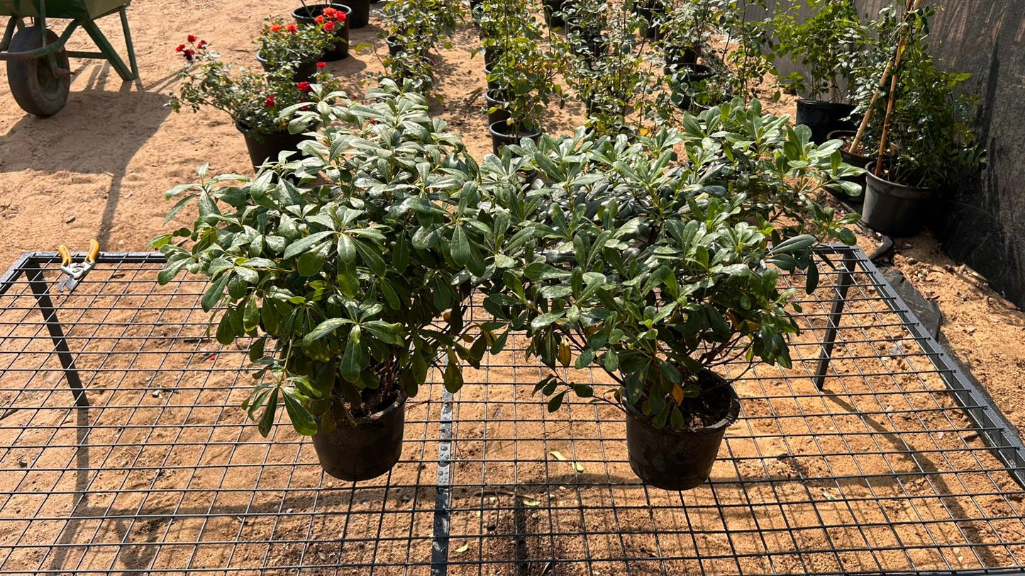 Pittosporum