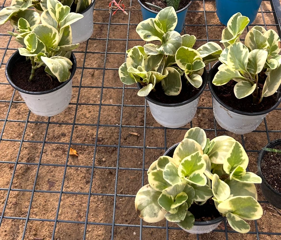 Peperomias