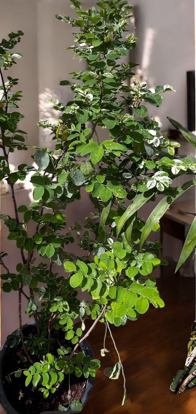 Phyllanthus or Snow Bush