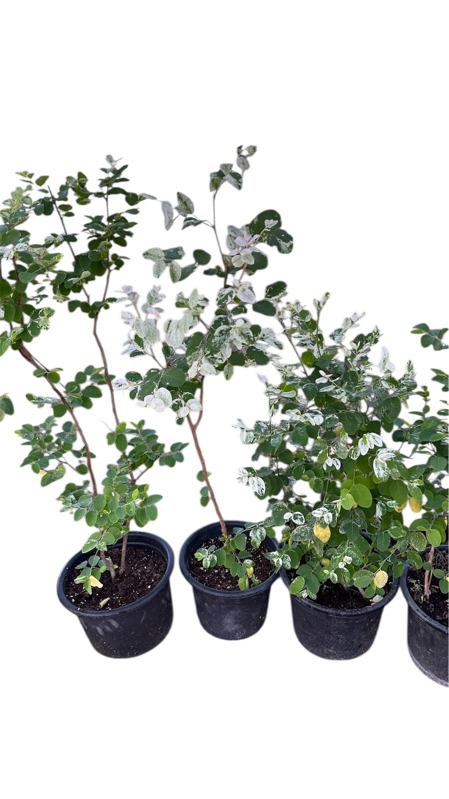 Phyllanthus or Snow Bush