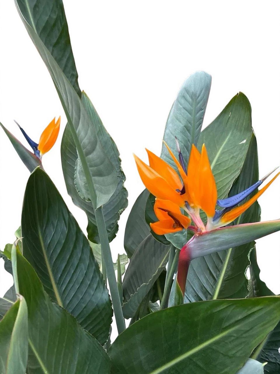 Birds of Paradise