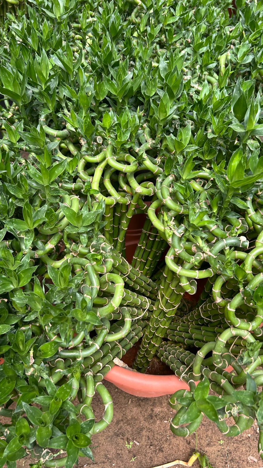 Lucky Bamboo "Dracaena sanderiana"