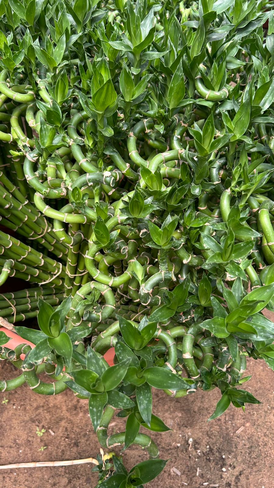 Lucky Bamboo "Dracaena sanderiana"
