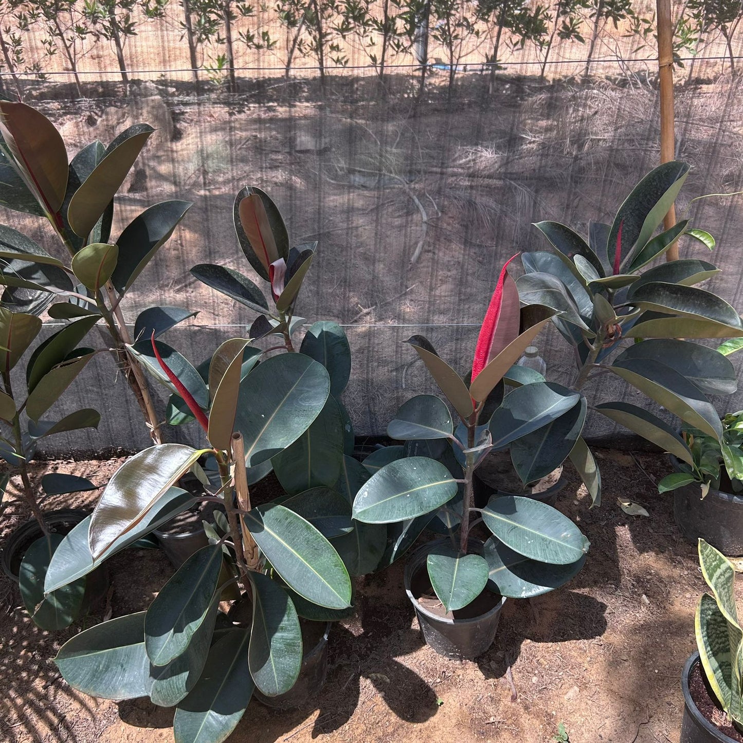 Green Ficus Elestica