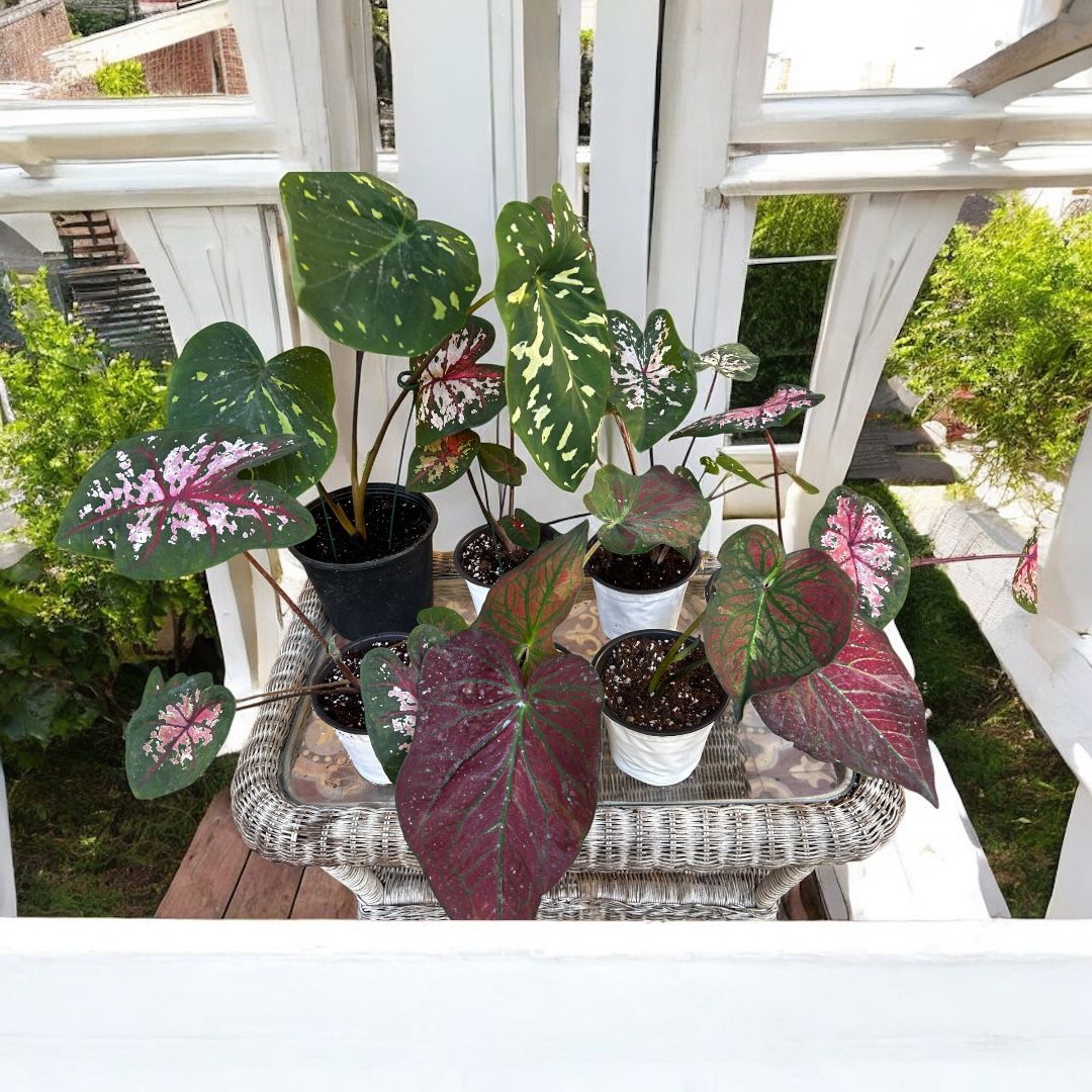 Caladium