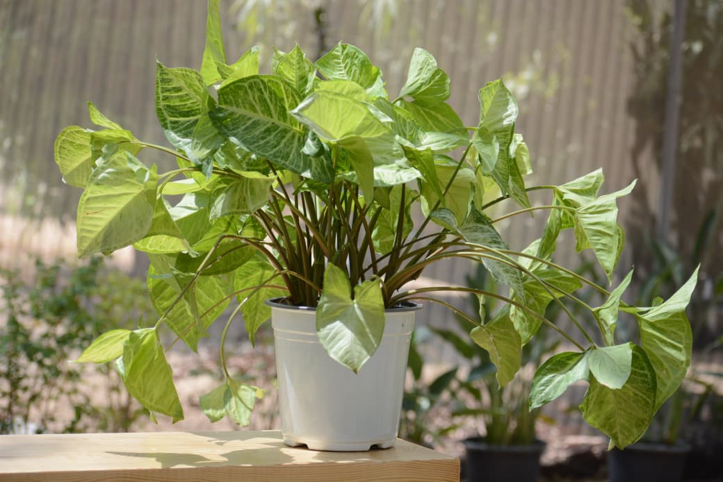 Syngonium white arrowhead