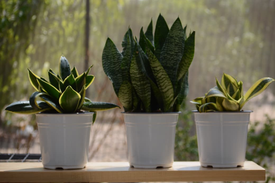 Dwarf Tiger snake plant