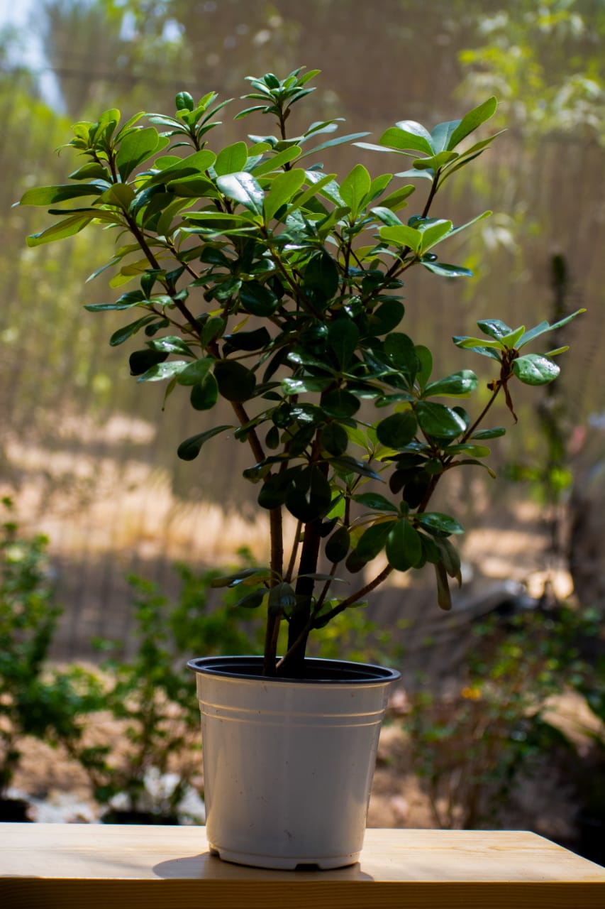 Pittosporum
