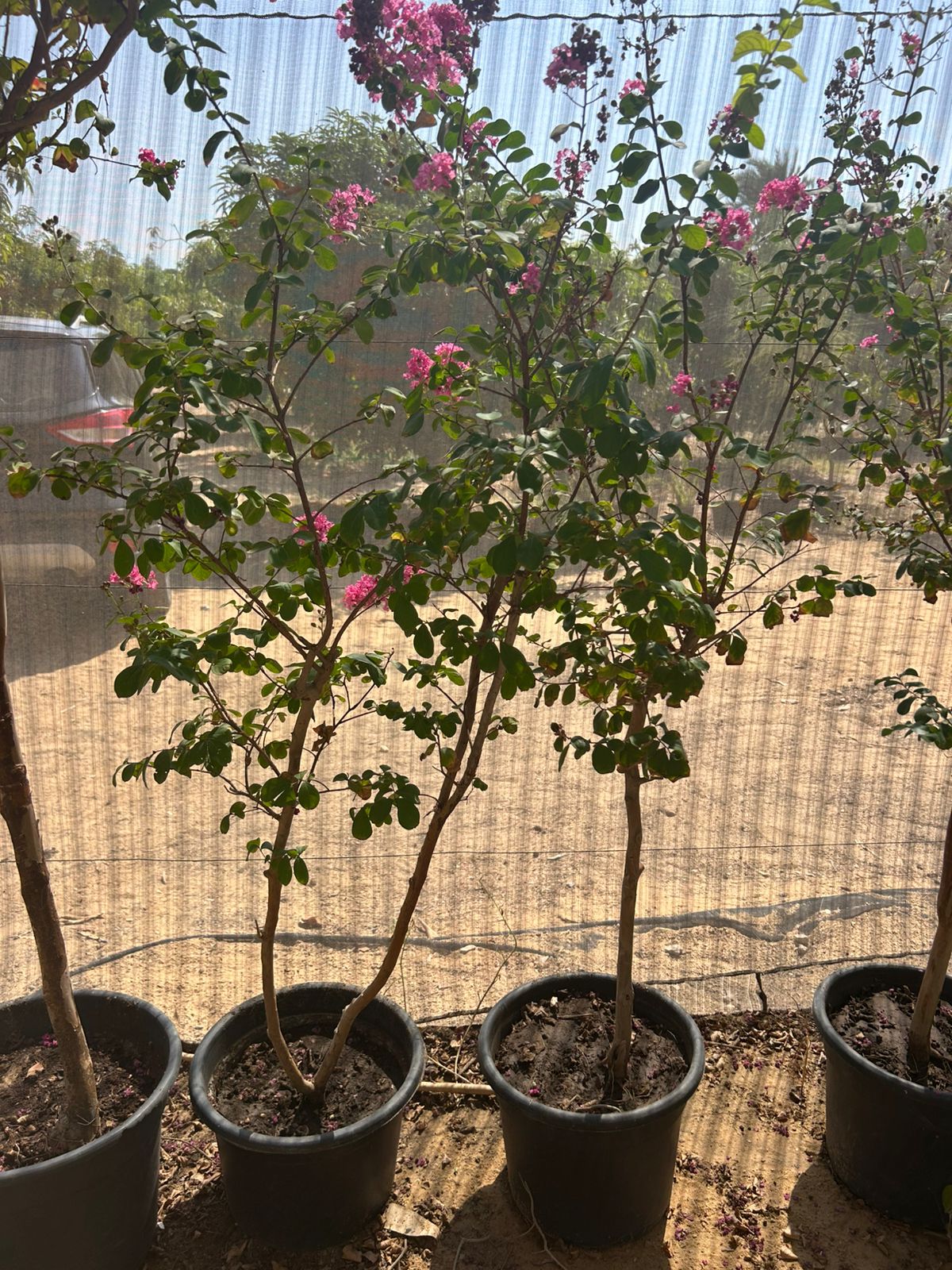 Bauhinia variegata