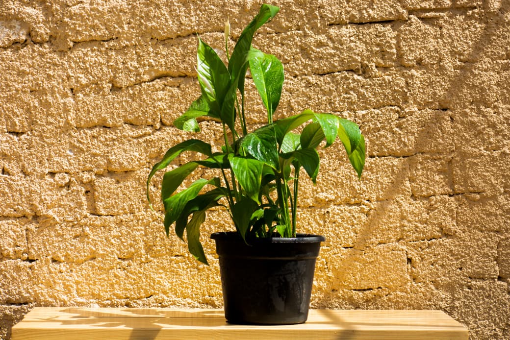 Peace Lily