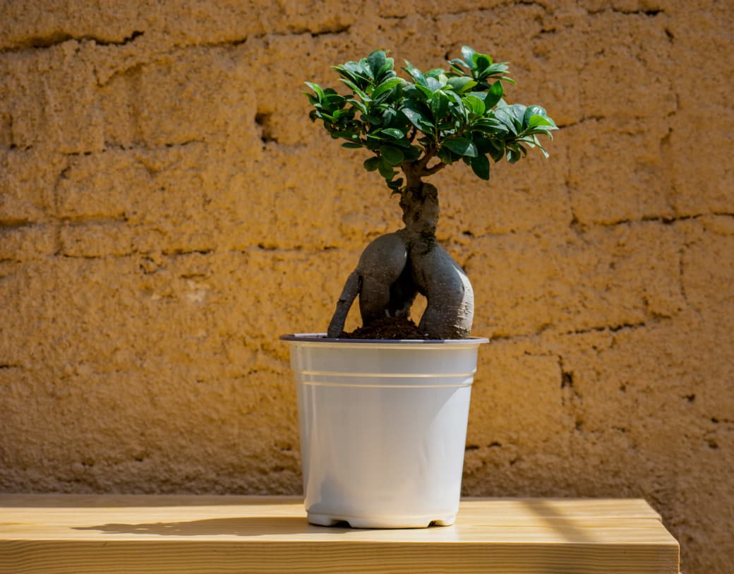 Bonsai Ficus