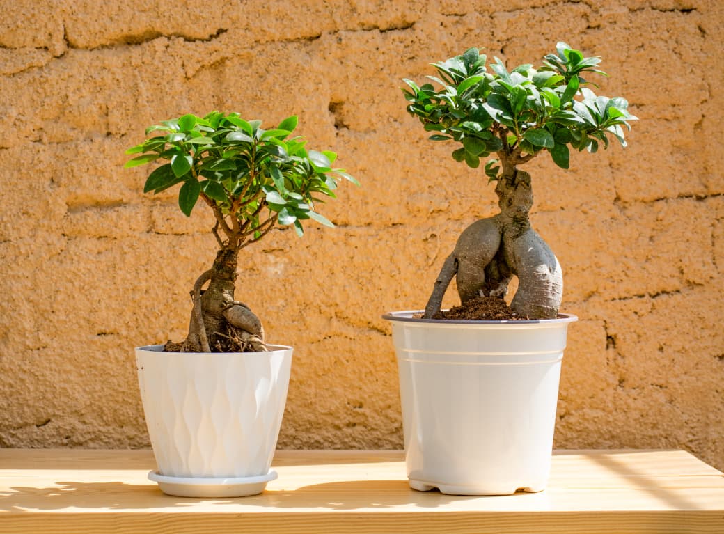Bonsai Ficus