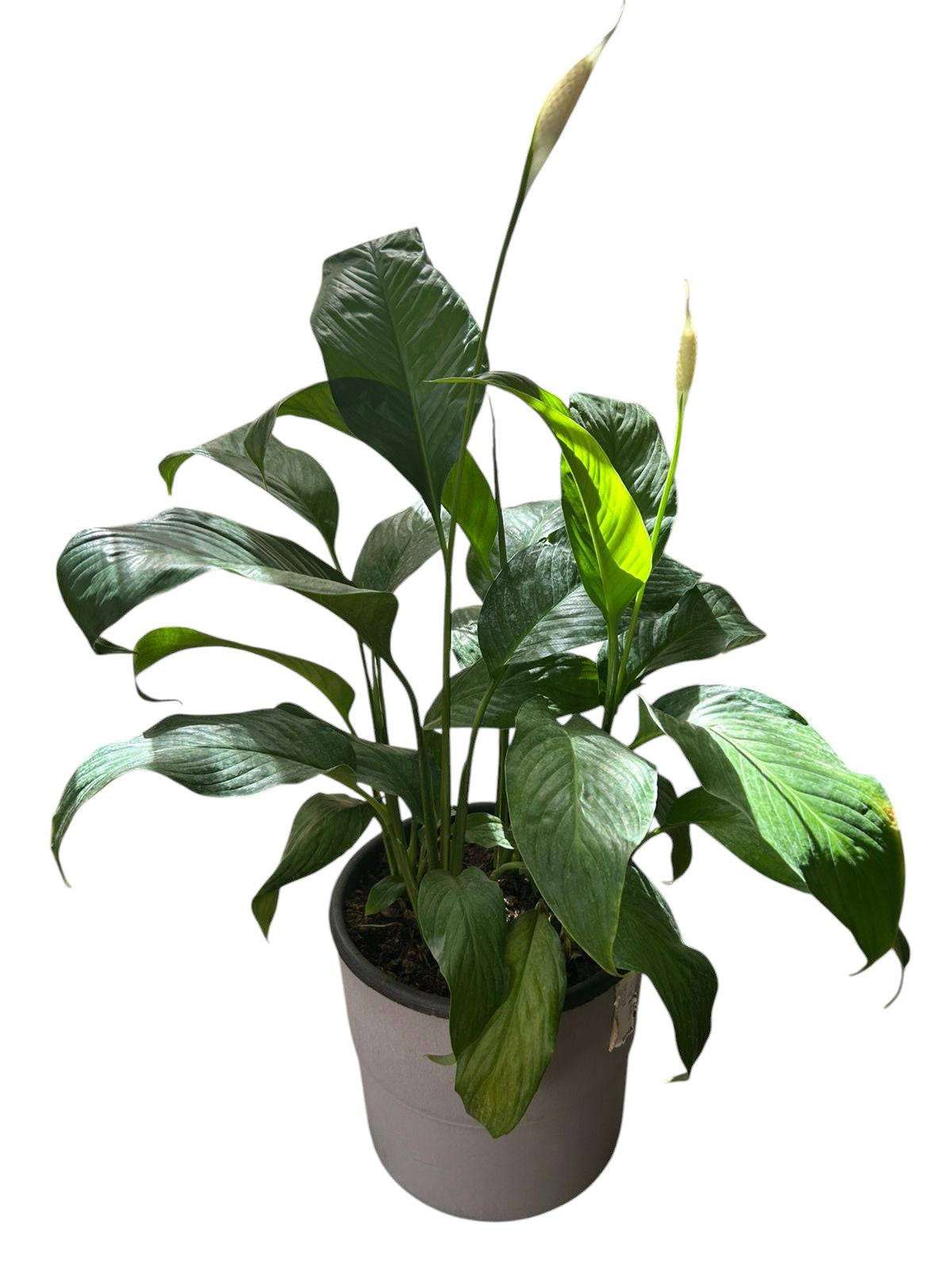 Peace Lily