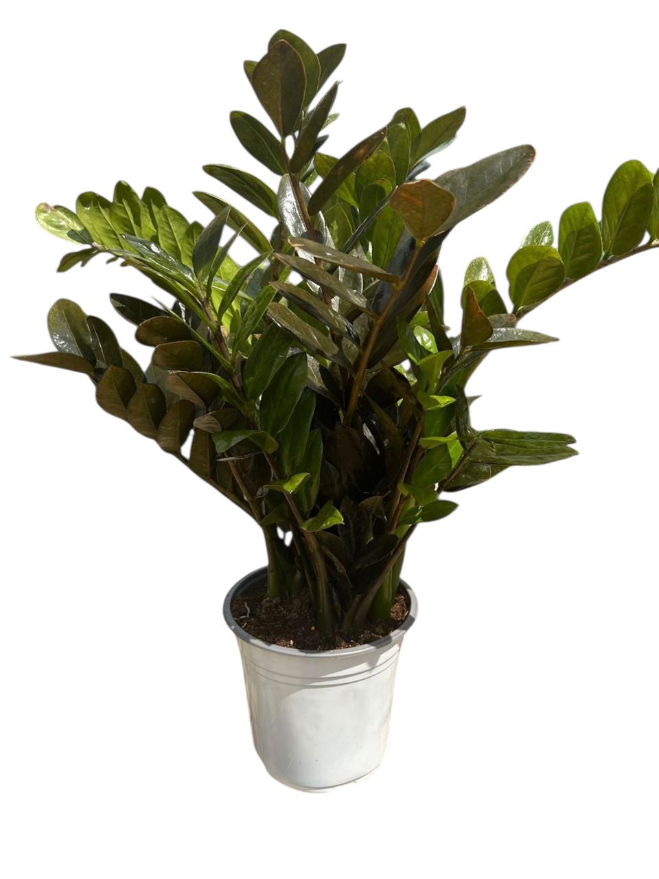 ZZ Black Zamia or Black raven