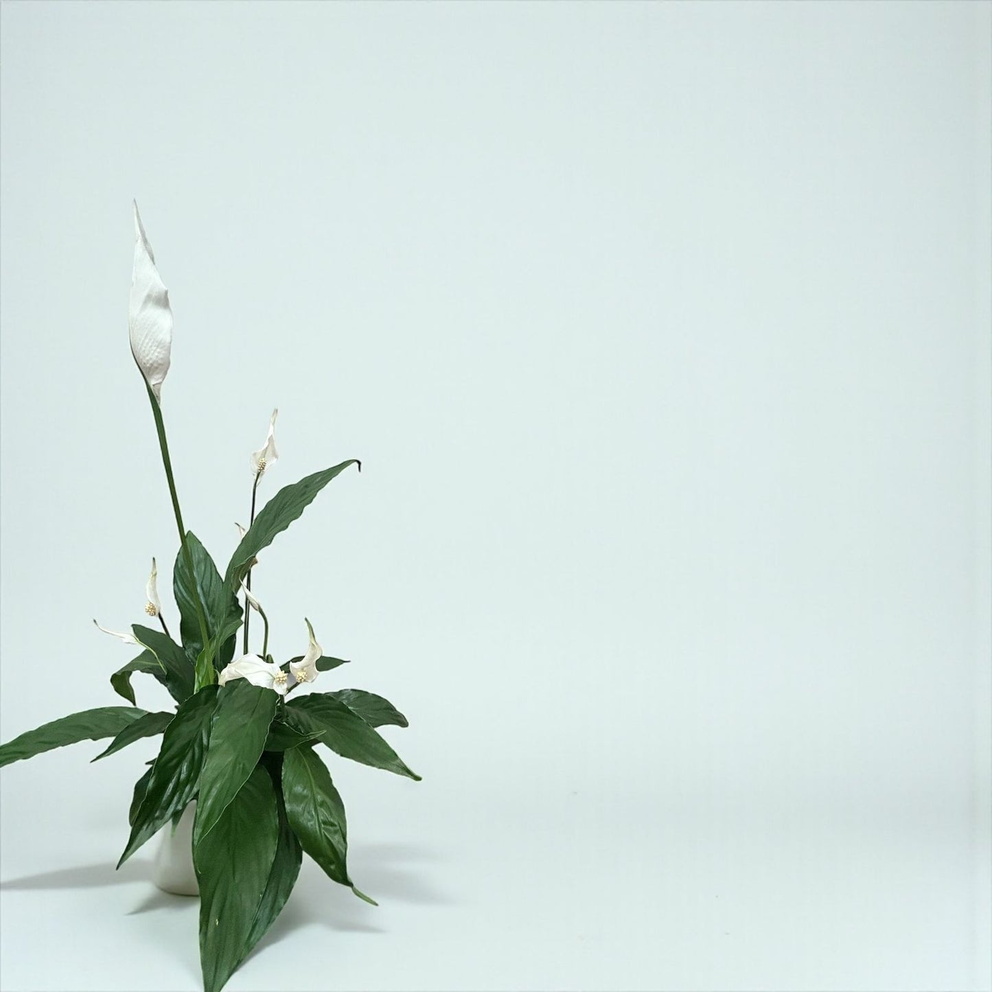Peace Lily