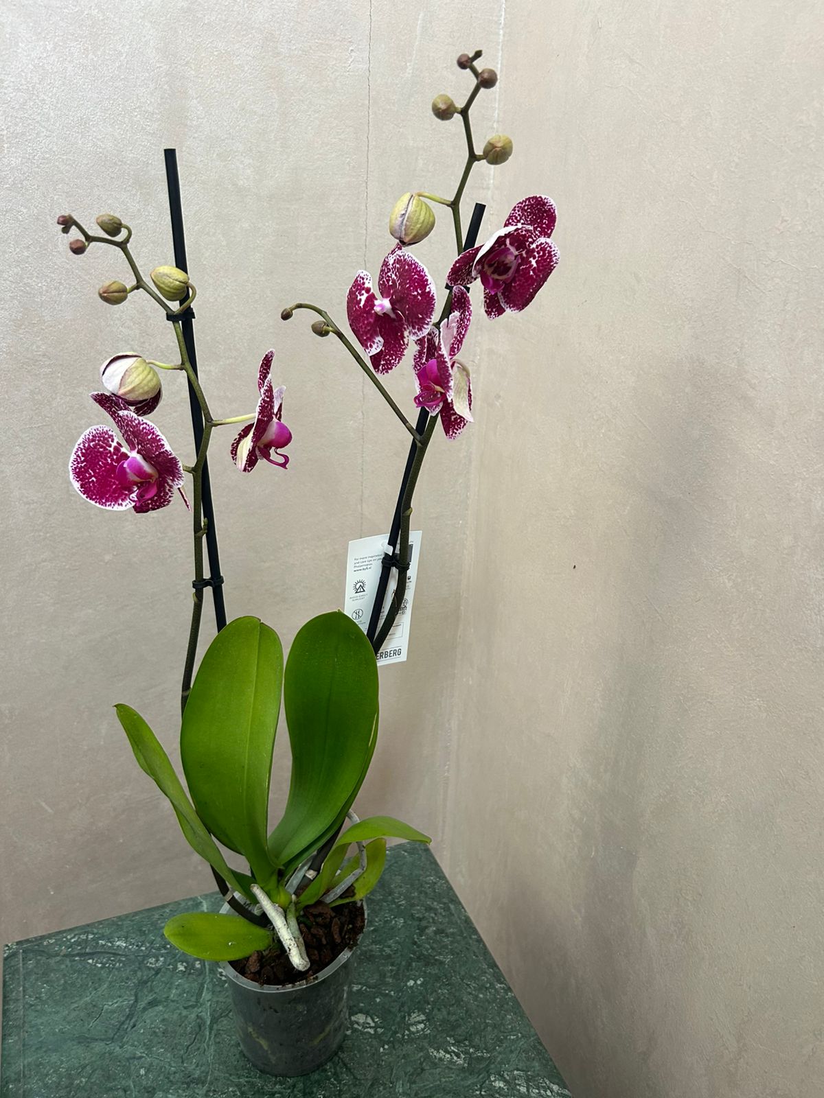 phalaenopsis orchid