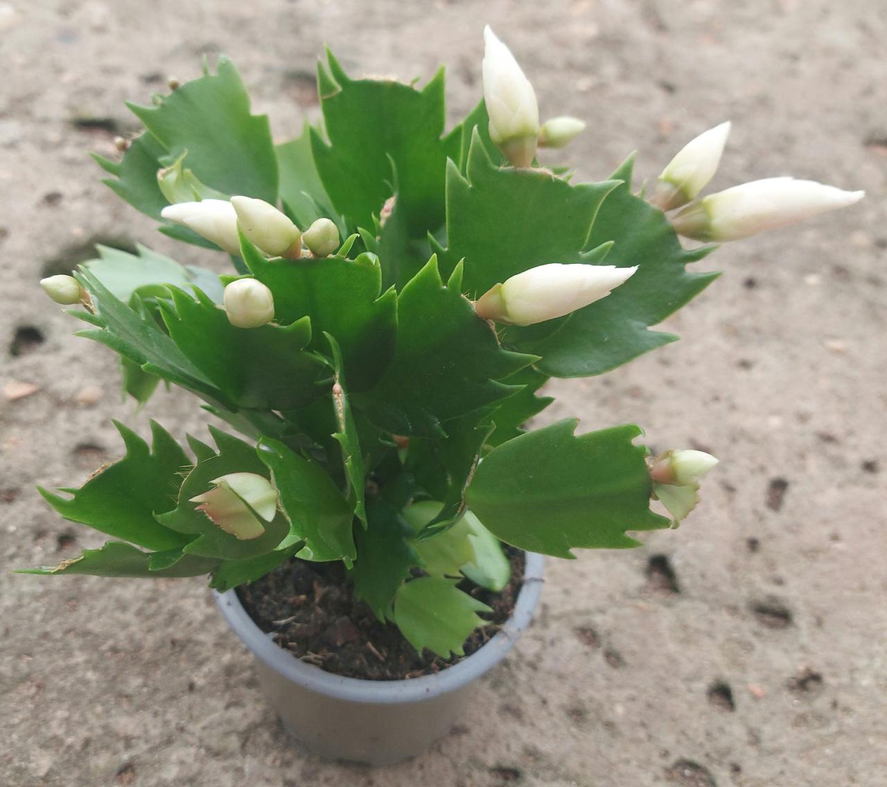 Imported Christmas Cactus (Schlumbergera)