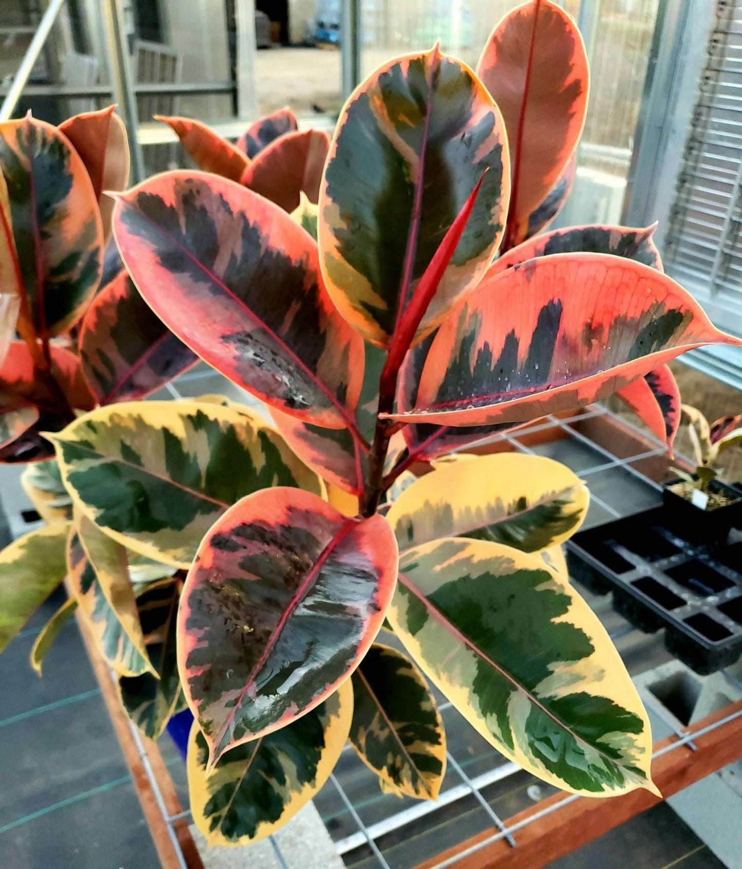 Ficus Elistica