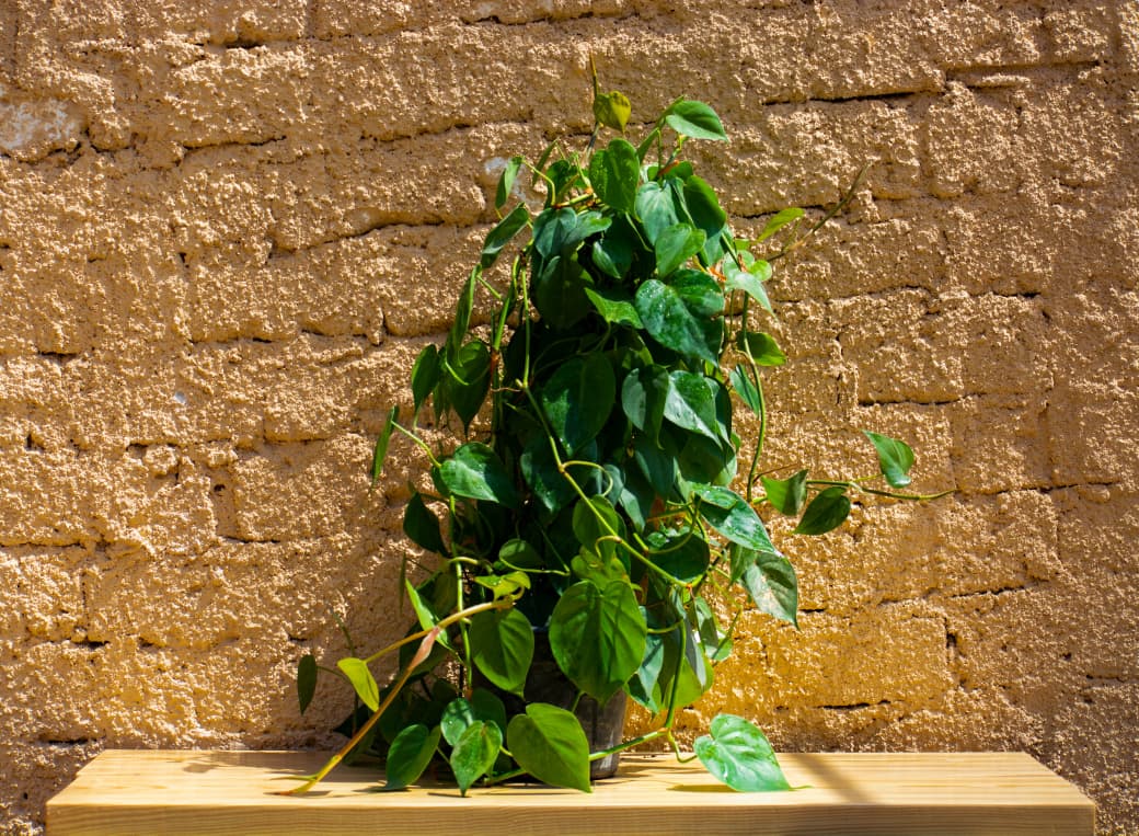 Philodendron heartleaf