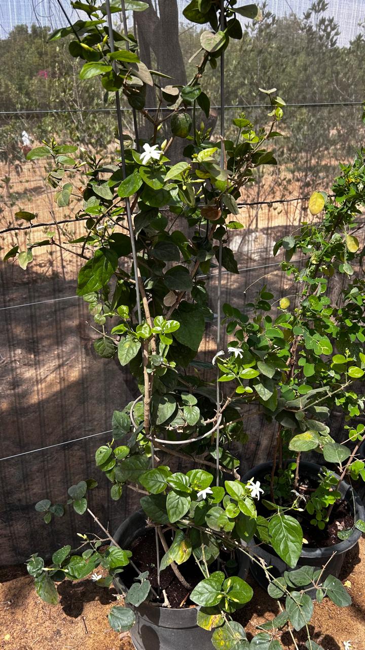 Moroccan Jasmine