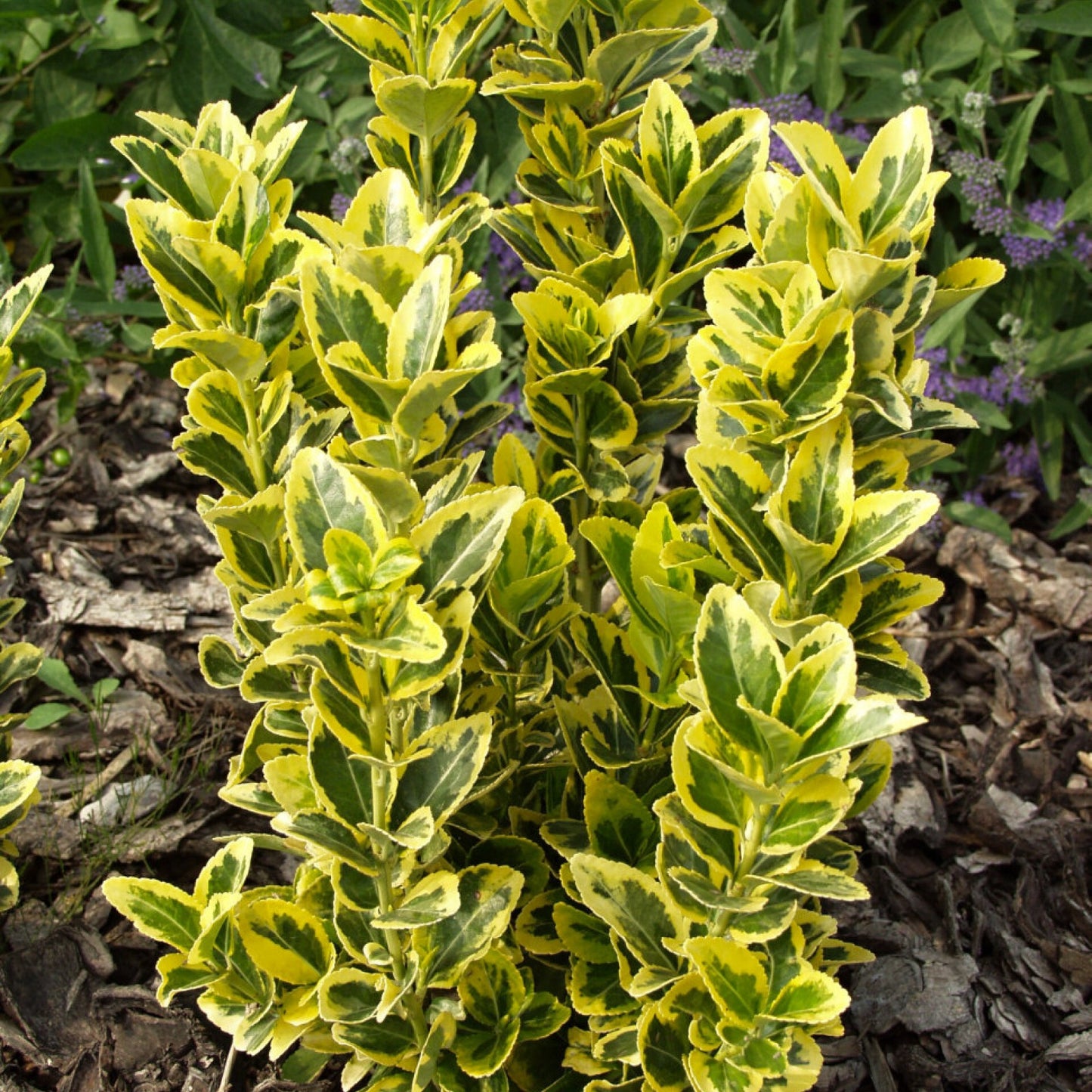 Euonymus Japonica