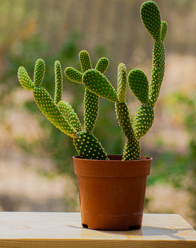 Bunny Ears Cactus