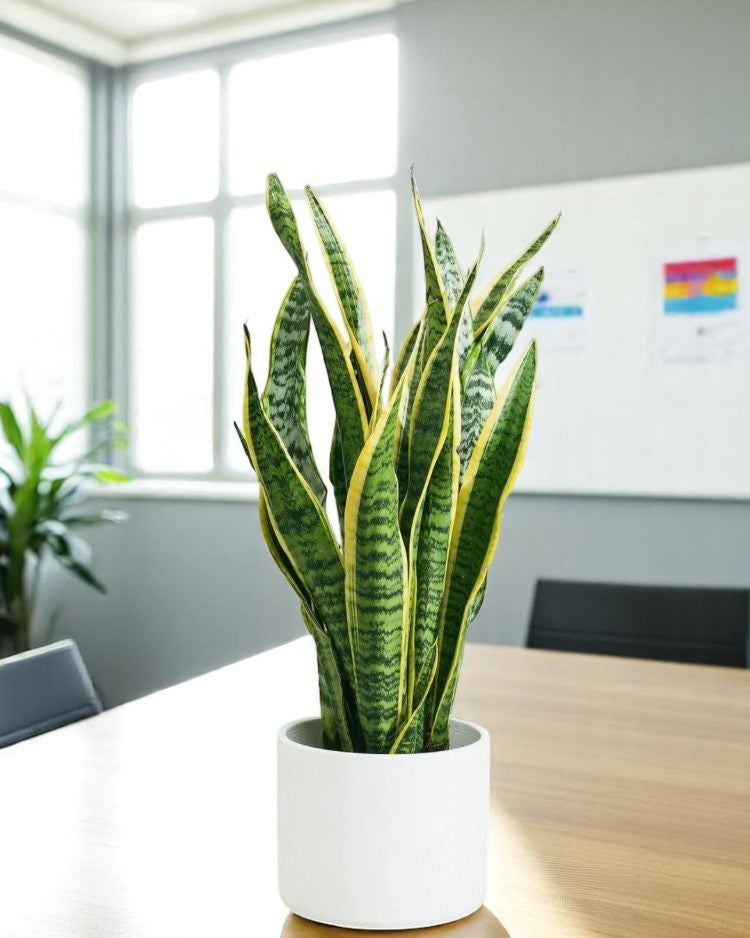 Sanseviera or Snake Plant