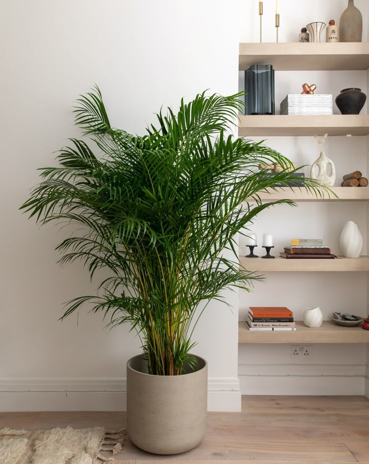 Areca
