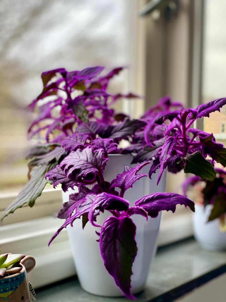 Gynura or Purple Passion or Velvet Plant