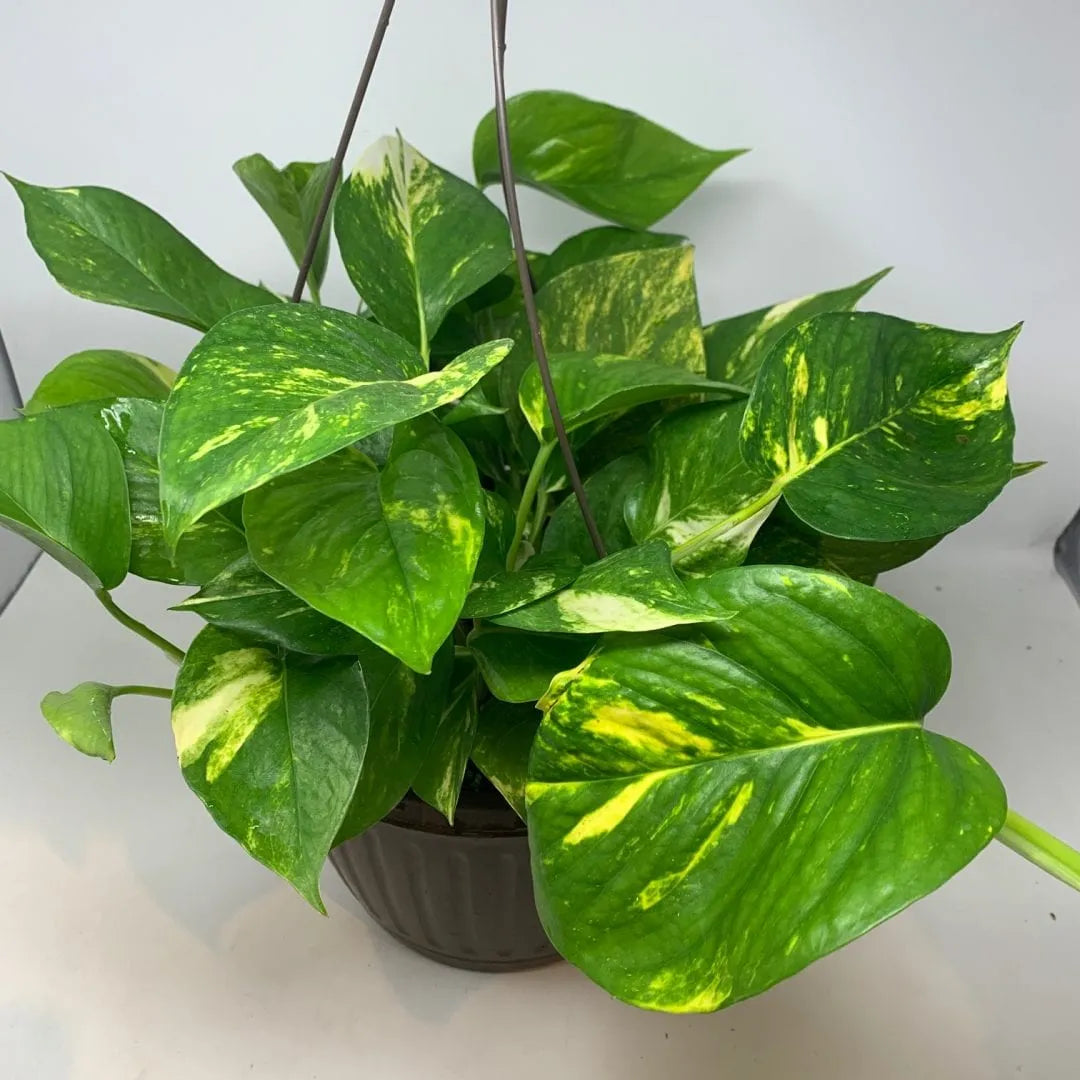 Golden Pothos