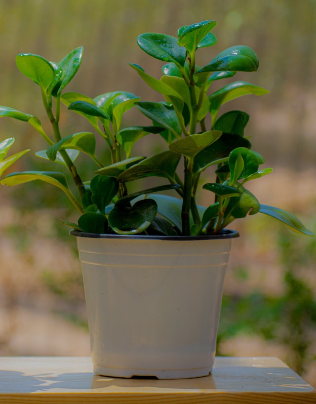 Peperomias