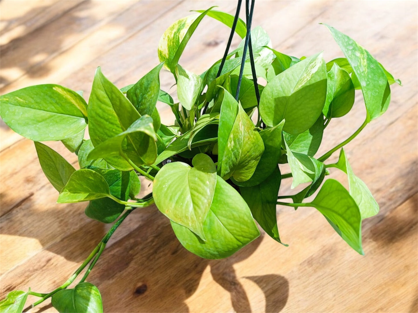 Golden Pothos