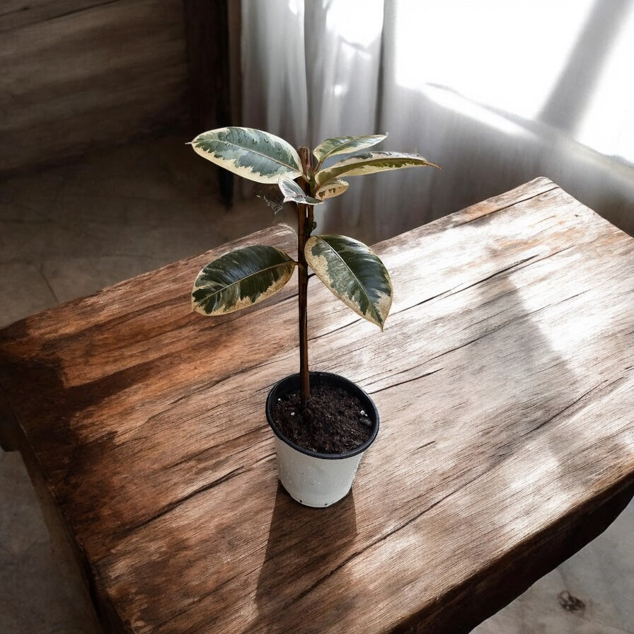 Ficus Elistica